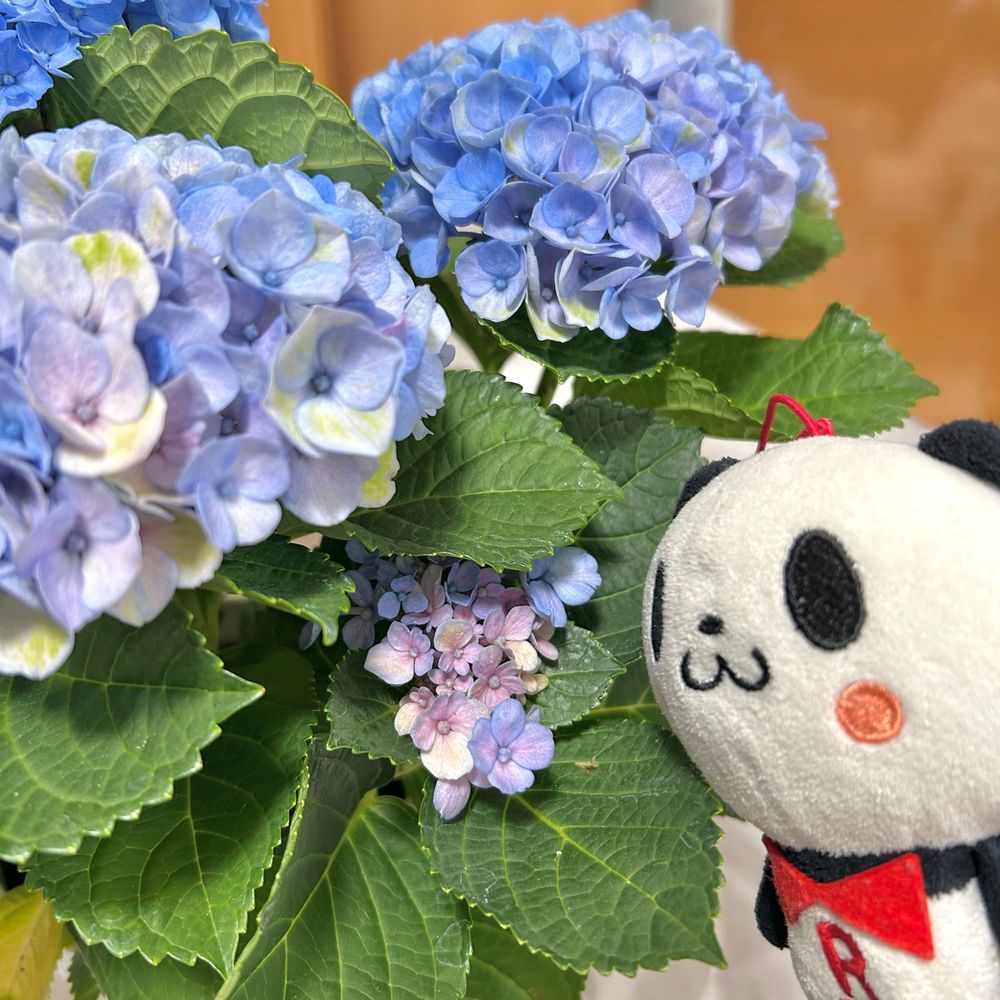 「紫陽花がおうちに来てくれたんだパン✨とってもキレイでかわいいんだパン🩵大切にお世話するんだパン🐾」「なんかちっこいやつもいるですマン👀がんばって大きくなるですマンよ🌟」