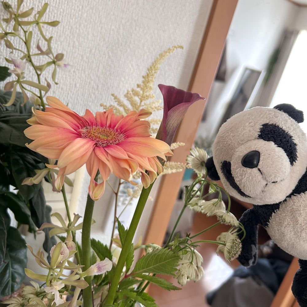 きれーなおはな🌼🤍✨ご主人、なぜかこの前はお値段ちゃんと見ずに買ったらいつもより高くなってびっくりしたらしいパン👀！ぼくのおこづかい、減らされちゃわないか心配だパン🐼💦