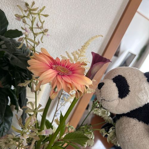 きれーなおはな🌼🤍✨ご主人、なぜかこの前はお値段ちゃんと見ずに買ったらいつもより高くなってびっくりしたらしいパン👀!ぼくのおこづかい、減らされちゃわないか心配だパン🐼💦