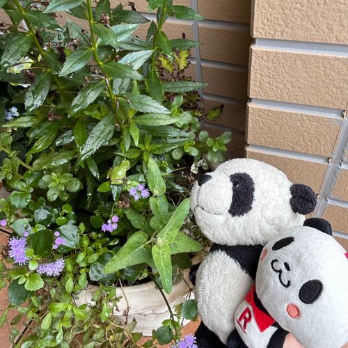 ぼくん家、いまカエルさんが住んでるんだパン!🐼🐸見えるかなぁ?👀🔍
