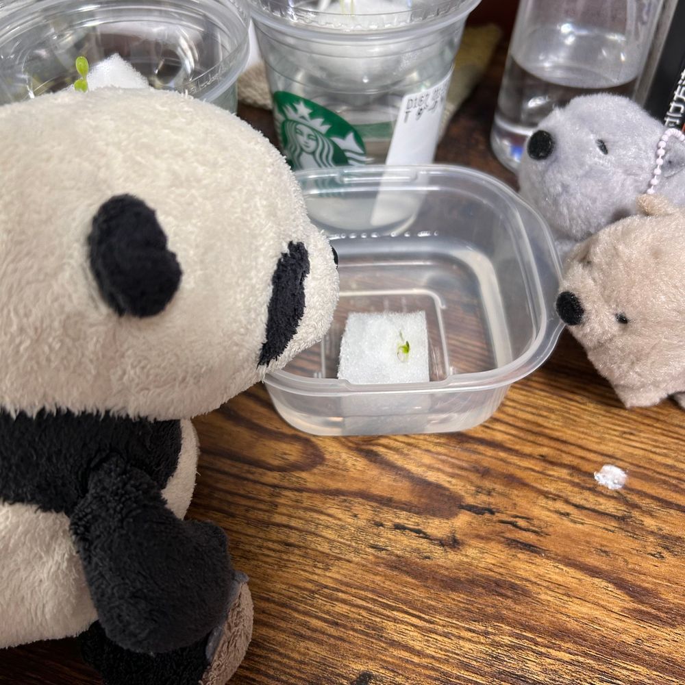 「すいこーさいばいを、観察するパン👀🔍(この前のは、タネが古かったのかぜーんぜん芽が出なくて、再挑戦だパン🌱⭐️)」「「うぉん、うぉん(ぱんちゃん、ぱんちゃん)」」「ん？ウォンちゃんズ、どしたパン？？🐼…あ、なんだかちょっと元気がない子がいるパン！💦教えてくれて、ありがとうだパン🐾」なでなで「「うぉん！♪」」