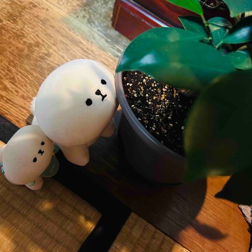 せかい いぬのひ。ぱぱと がじゅまるさんと いっしょに🌳