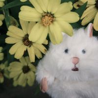 おもち