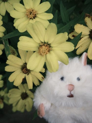 🌼