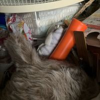さい