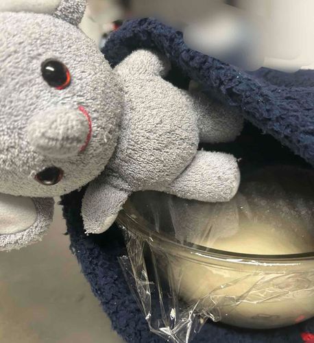 発酵待ちのパン生地と一緒にぞうちゃんも寝よぅ〜と
