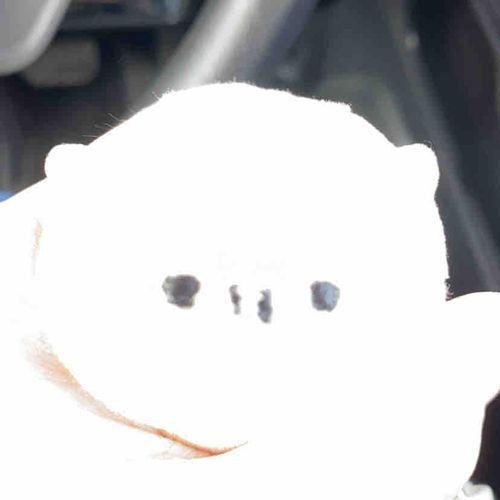 これはありえないくらい白飛びしたｳｼﾁｬﾝ。
無加工でこれ