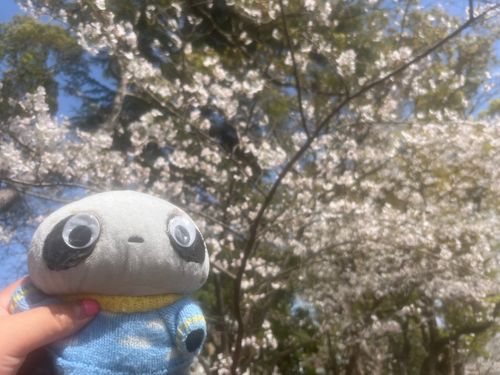お花見で桜とツーショットたれこばあちゃん「お団子🍡欲しいのう」