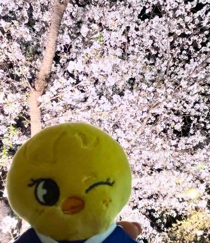 きょうの よざくら