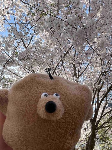 今日のさくら

お天気よくて
なにより