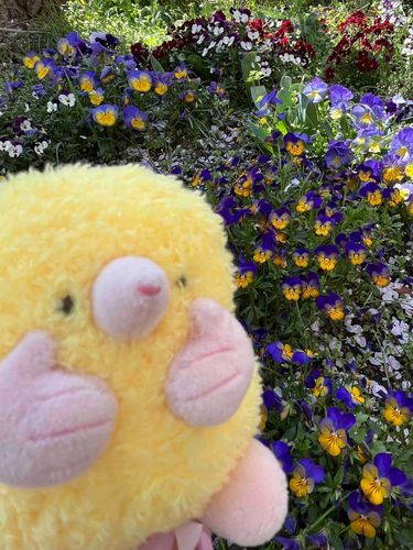 さくらもいいけど
下にもお花は咲いてるよ