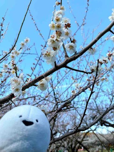 梅を見にきたよ！
天気も良くて良かった〜！