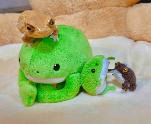 🐸きょうは おうちの カエルナカマ たちに あたらし ナカマ ふえﾁｬ！あめふくらかえるの"フクたゃ"て ナマエ。いまマデ カエルが イチバン ちいさいだﾁｬけど フクたゃのほが ちいさいカラ ジブン オニイﾁｬ みたい！ナカヨク するﾁｬ！