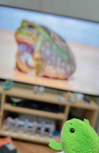 🐸コンバンワﾁｬ！よる！さむいダケド はろげんひーたー だしてもらﾁｬから ちょと おうち あったかい！きょうは あったかい へやで "てれびかんしょう"しﾁｬ！ カイヌシ てれびデモ カエル 見てるﾁｬ…。