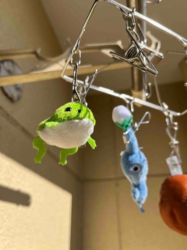 🐸カイヌシ ちょと ほしかた 雑だとおもうﾁｬ！あたま のびちゃう！