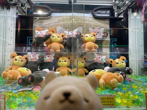 時代はクマだからね。