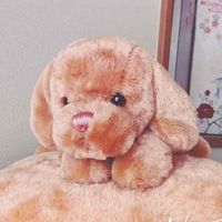 どどちゃん