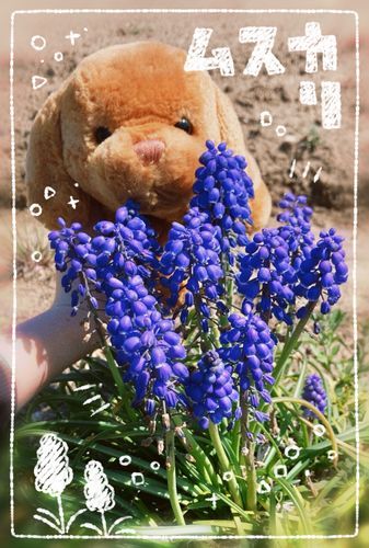 ムスカリくん🪻
ボク　このお花　すき〜‼️
