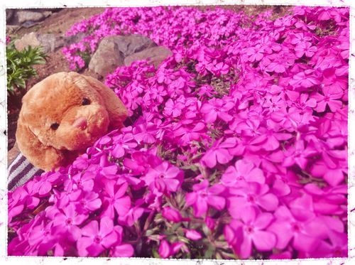 おしゃしん　いっぱいあるから　今日もお日記！
シバザクラも　たくさん咲いてたよ🌸🌸🌸春は　お花いっぱい見れるから　すき〜
けど　おはなが　かいかいむずむずする！🤧