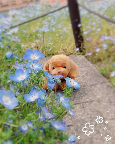 ネモフィラ🟦
おでかけしてたら　たまたま出会った！