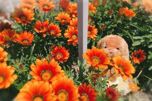 おにわに　ガザニアが　咲いてたよ🏵️
ガザニア　がーべら　ベゴニア・・・ごちゃごちゃになる〜〜〜！
