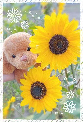 ひまわり🌻
夏が　ちかづいてくるよ〜〜！！
