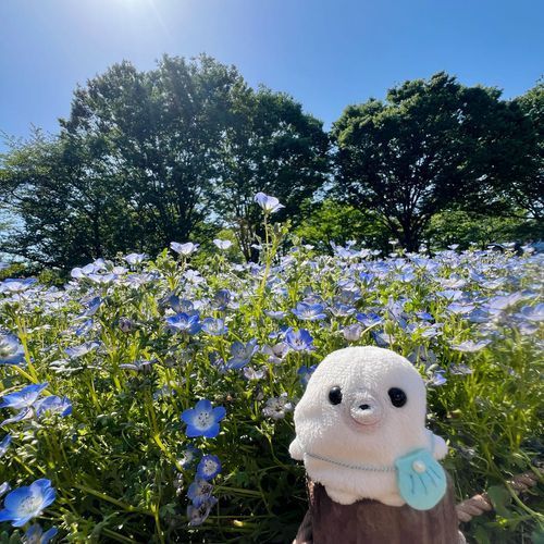 昭和記念公園に遊びにきたよ！
ネモフィラいっぱい〜きれいだった！