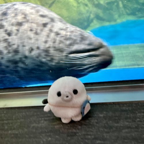 えのすい行ったよ！！
おとなのあざらしさんと📷