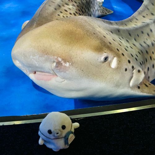 トラフザメさん！！