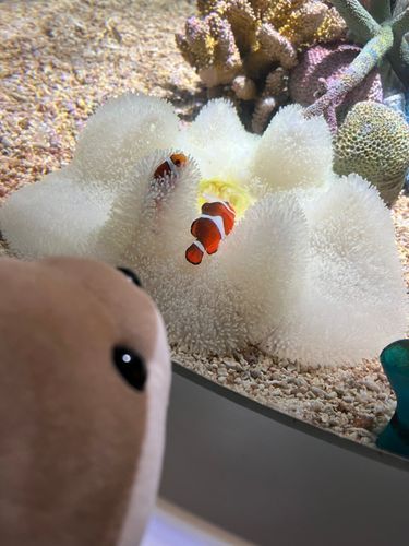 かみーとカクレクマノミ