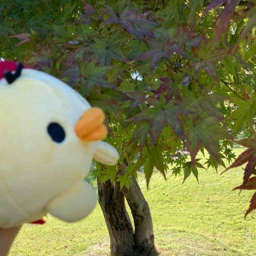 少し紅葉してたよ
