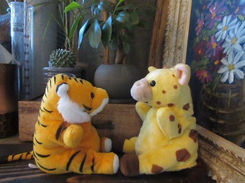 久しぶりにお友達のメープルに会いました🐯‎🤍