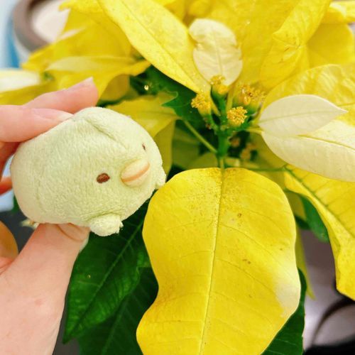 キラキラなお花！！！