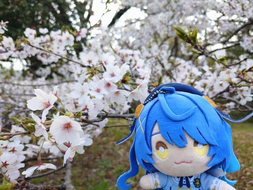 初投稿です。
今年の4月、いっしょにお花見に行きました🌸
満開の桜が見れて、とても幸せそうでした。