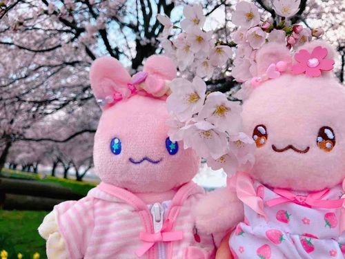 👶「さくら きれいでち！」
⭐️「きれいだね♪」