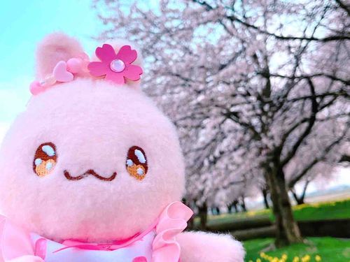 さくら きれいでちー！
