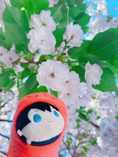 🌸