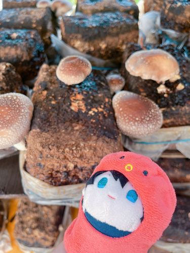 父さん自慢の椎茸棚🍄