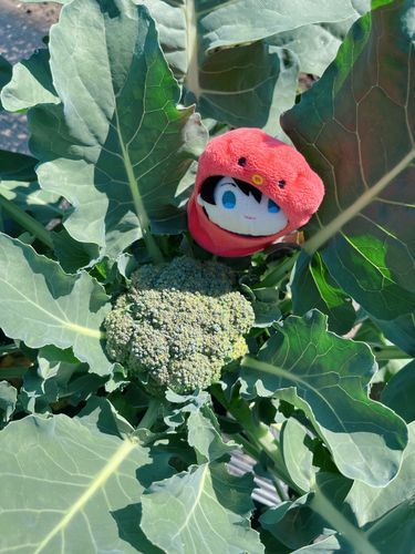 ブロッコリーの妖精さん🥦