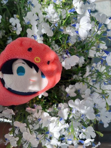 なんかちいさくてかわいい花