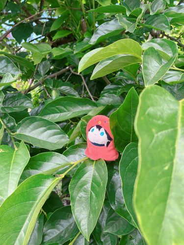 なんの木🌳