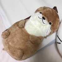 ねこ汰