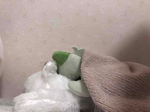 お出かけをして、おともだちができて、いい日だったぬん。おやすみだぬん。