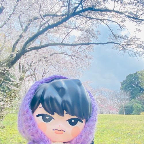 さくら‼️と元気なふかビ。お花見をしようね。今日は満開だよ。