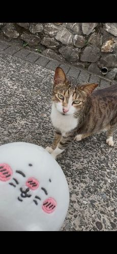 台北の僻地の猫村に行ってきました🐈大量にねこが落ちてたのでねこを摂取してきましたー