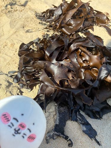 へうんでの海辺に落ちてたこれはなんですかー？こんぶかな？ワカメかな？磯の香りがします！