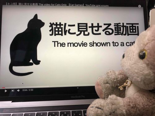 ねこにみせるどーが

おうち時間にちょうどいいにゃー
まうす🐭が動いてるにゃー