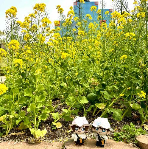 この間じんぺーちゃんと散歩に出掛けたんだけどよ、菜の花めちゃ綺麗だったぜ🎶
