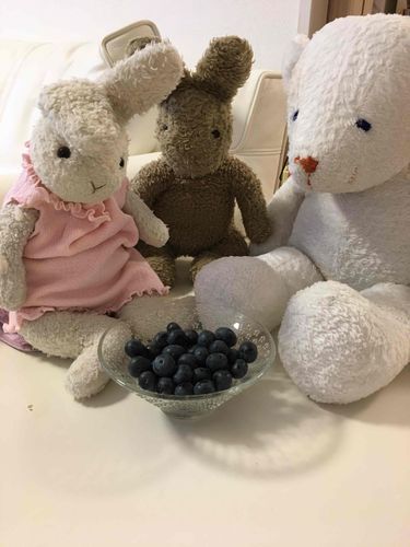 今日はブルーベリー🫐
🙌わーい🐰🐻
くだものだいすき