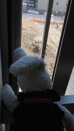 のぞき見うさ🐰
隣で遺跡の発掘調査！だって！何か出てくるかな？！🐰うさも穴掘りしたい。
